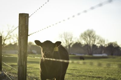 Barbed Wire on a Rural Property